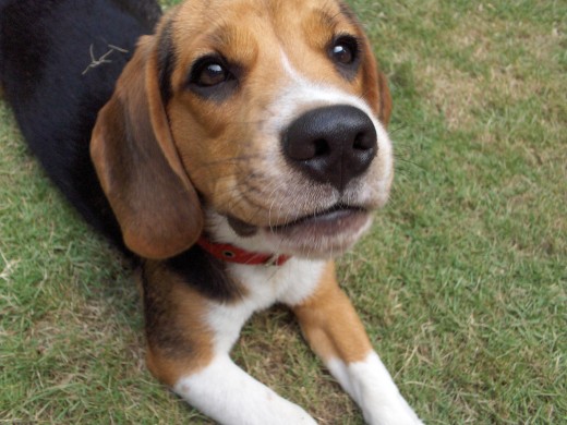 Tango - Beagle 